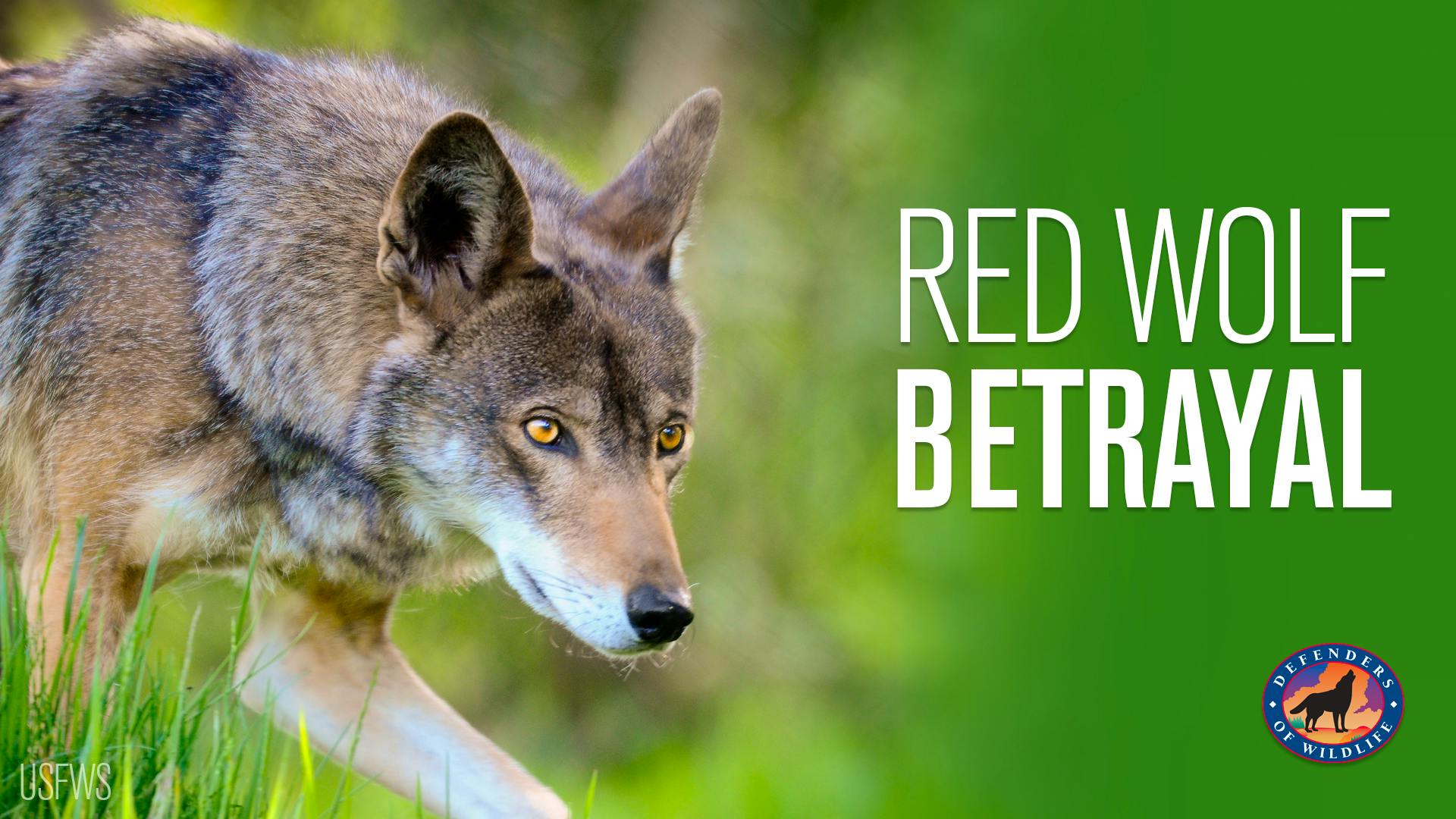 Red wolf betrayal thumbnail
